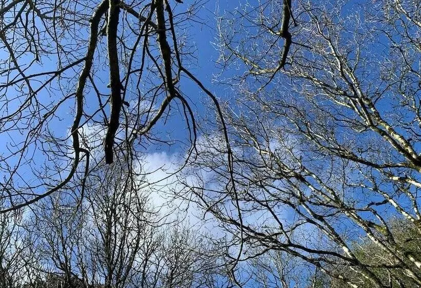 Residenssi Cornwall Woodland Dog Friendly Shepherd S Hut