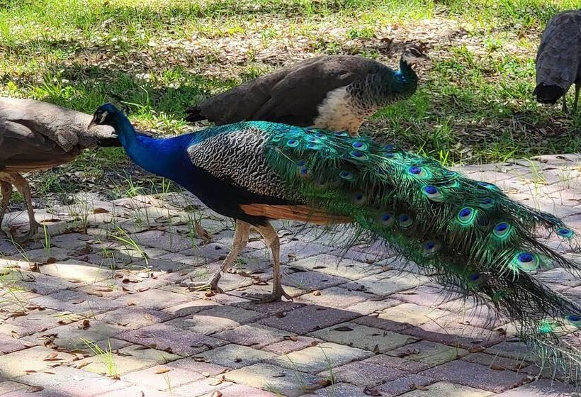 The Peacock Farm Largo Home + Outdoor Oasis!