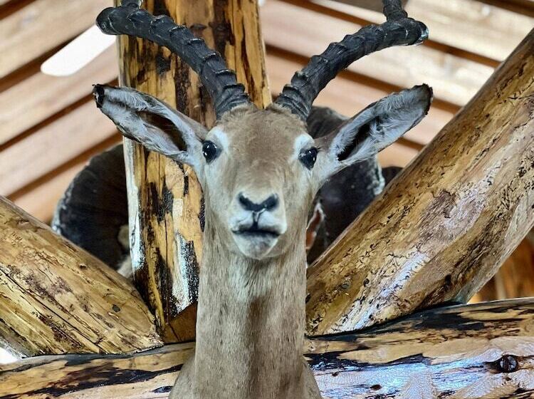 Indian Cabin Close To Alyeska
