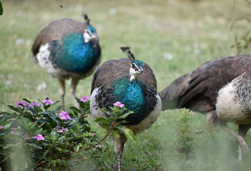 호텔 Gold Coast Tree Houses