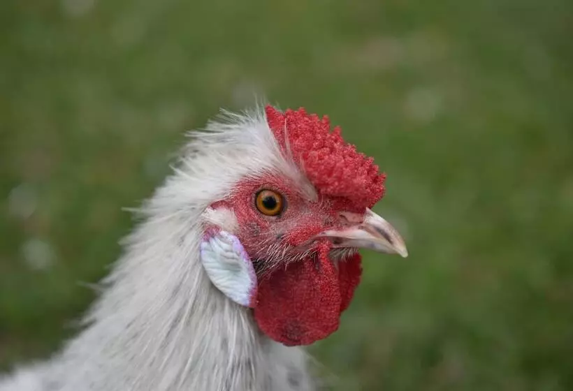 Hotelli Gold Coast Tree Houses