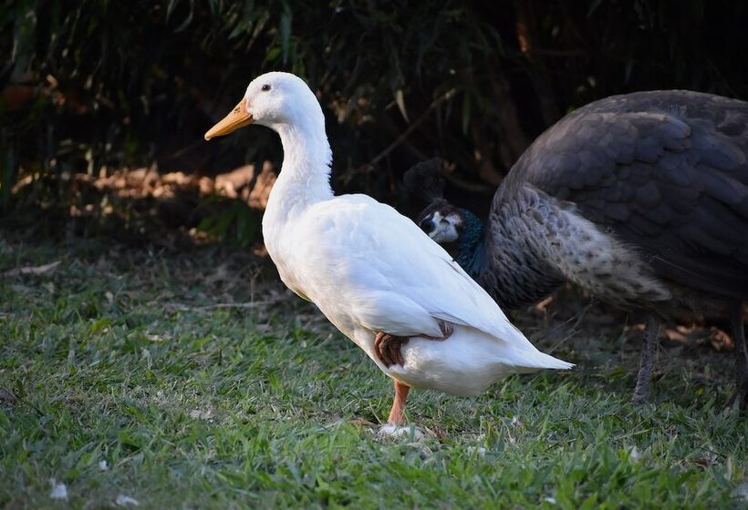 호텔 Gold Coast Tree Houses