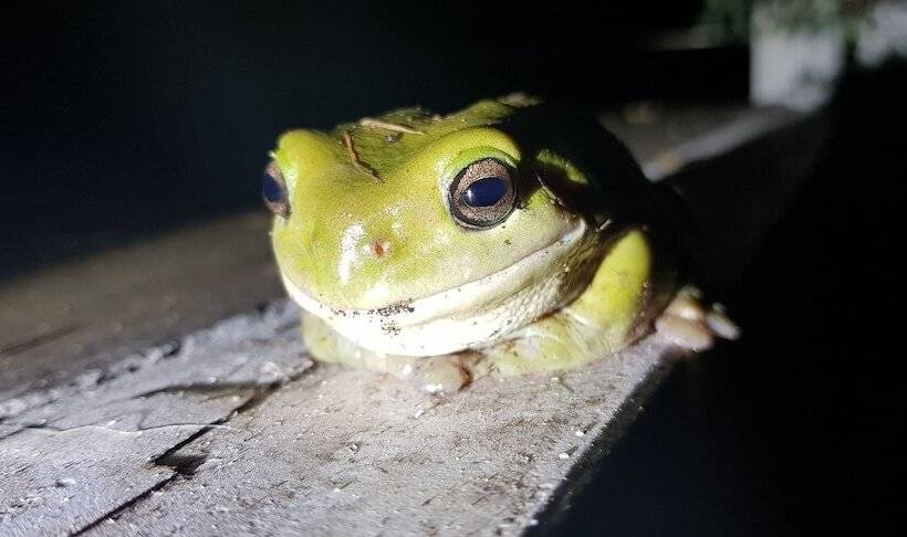 호텔 Gold Coast Tree Houses
