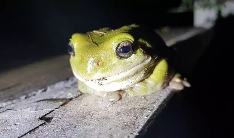 Hotelli Gold Coast Tree Houses
