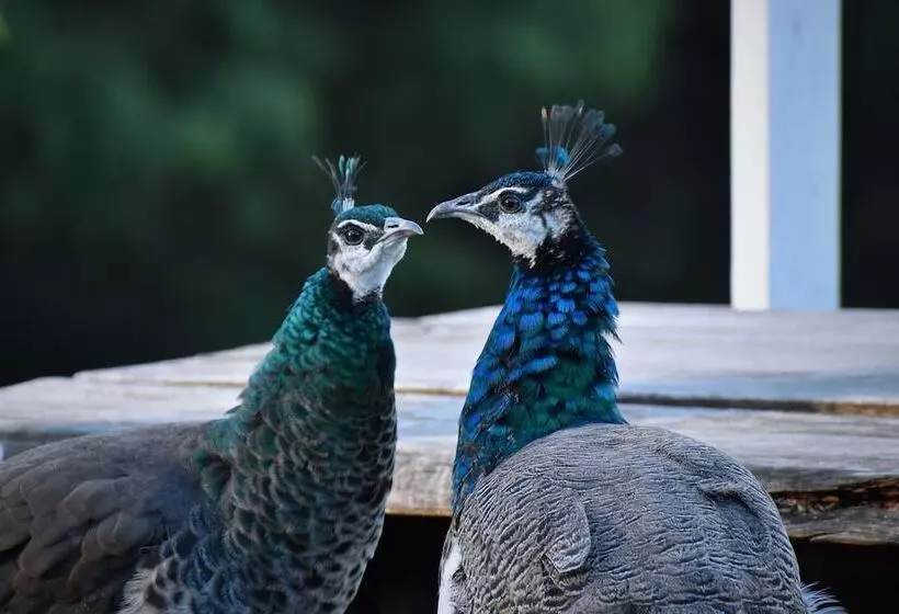 Hotelli Gold Coast Tree Houses