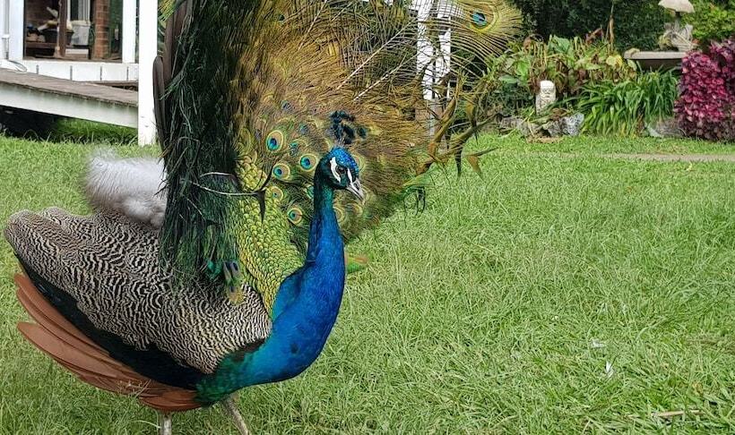 호텔 Gold Coast Tree Houses