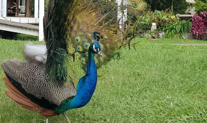 Hotelli Gold Coast Tree Houses