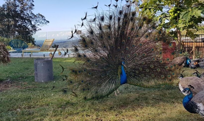 호텔 Gold Coast Tree Houses