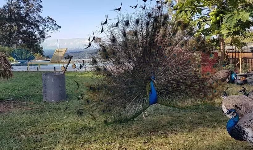 Hotelli Gold Coast Tree Houses