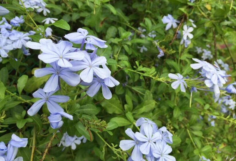 酒店 Jardin De La Paix