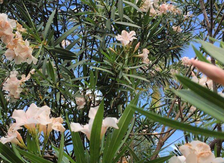 酒店 Jardin De La Paix