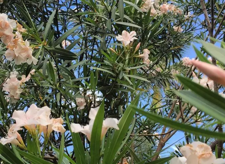 هتل Jardin De La Paix