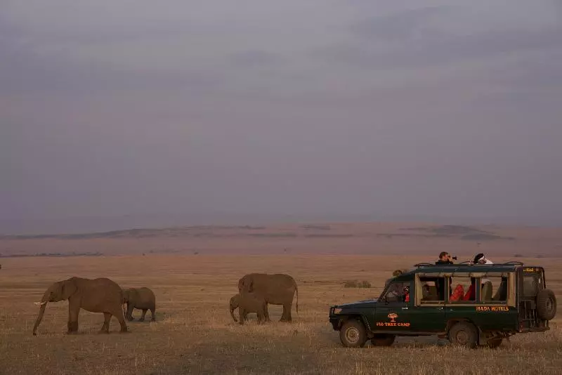 هتل Fig Tree Camp   Maasai Mara