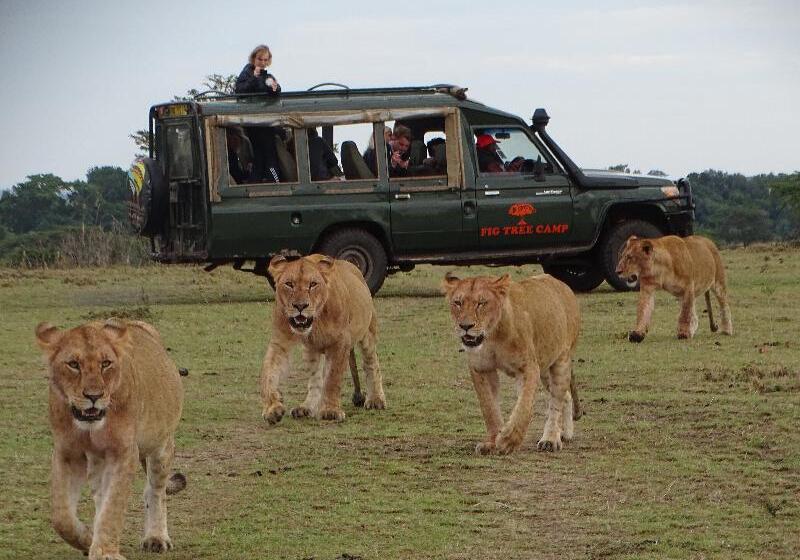 هتل Fig Tree Camp   Maasai Mara
