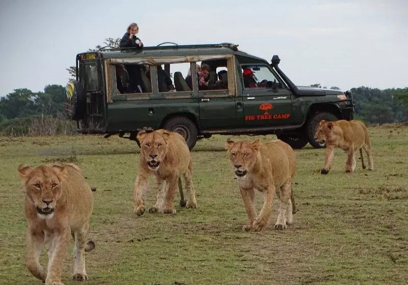هتل Fig Tree Camp   Maasai Mara