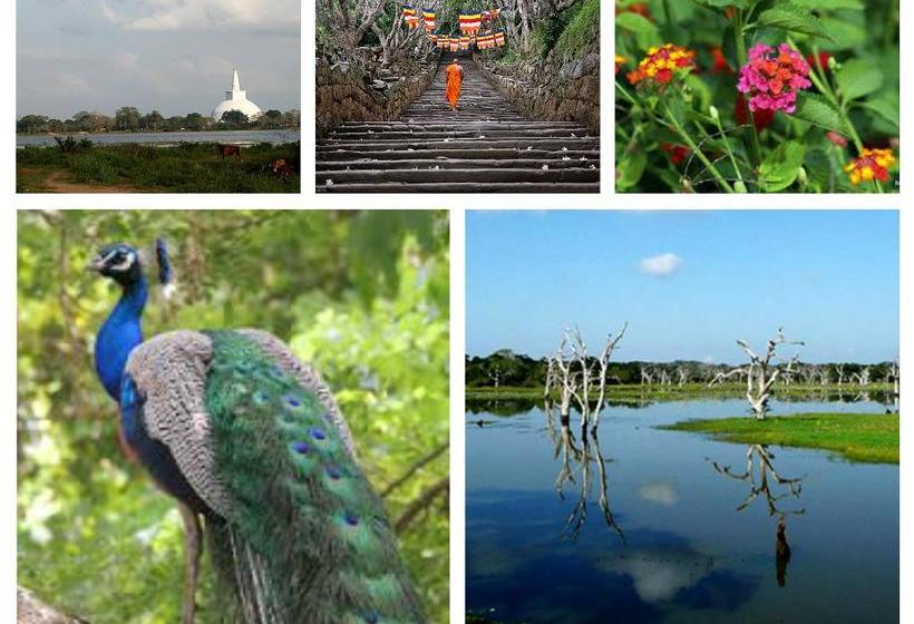 فندق Flamingo Mansion