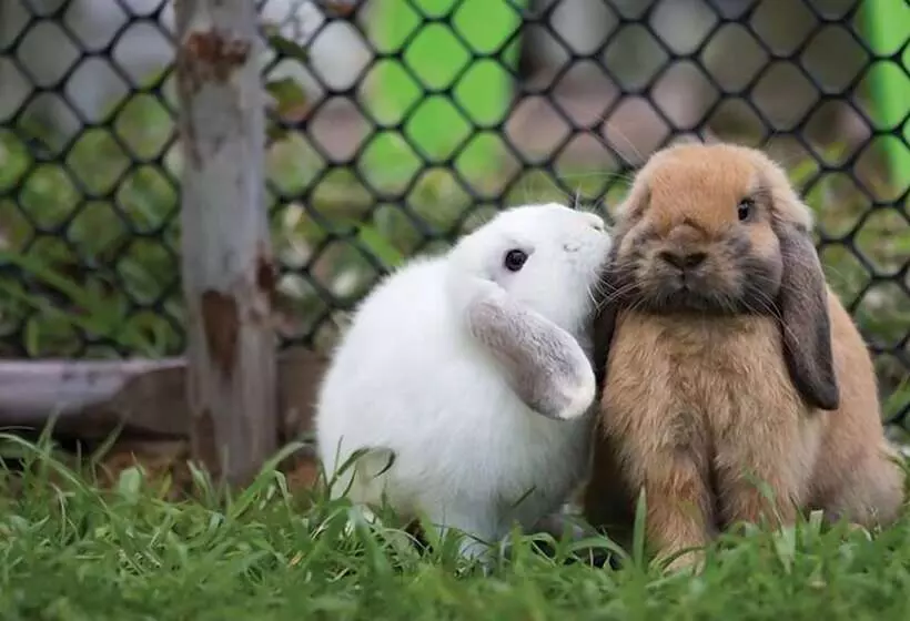 ベッドアンドブレックファースト Reinheimen Lodge