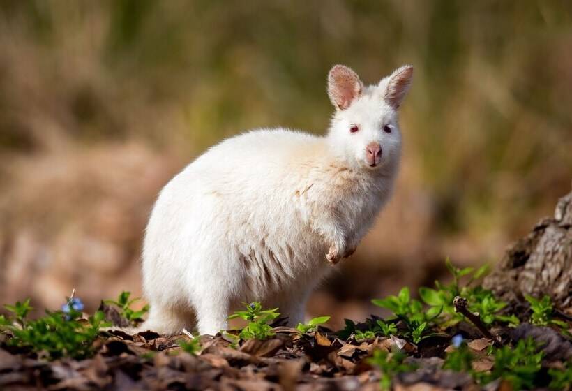 Cloudy Creek Cottage