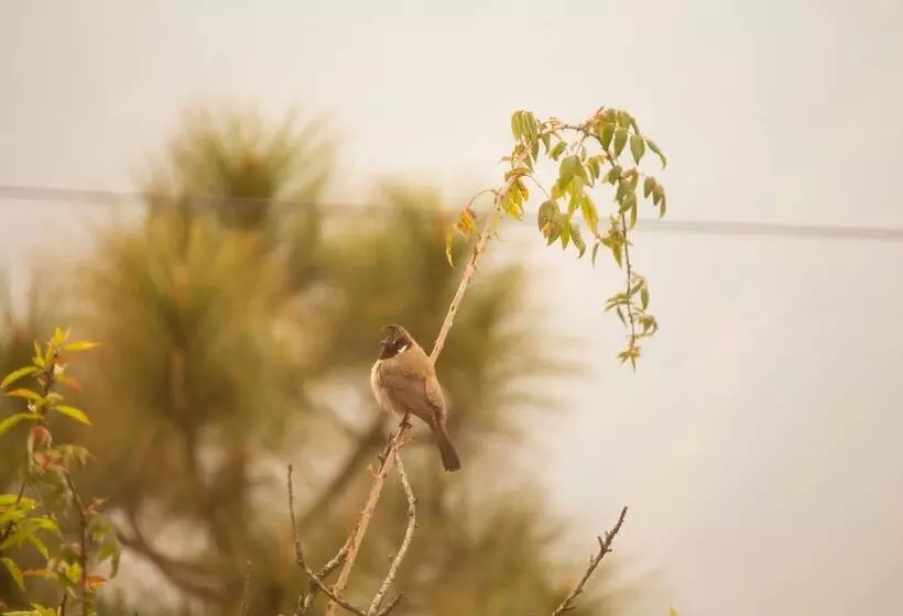 Hotelli Darbar   A Heritage Farmstay