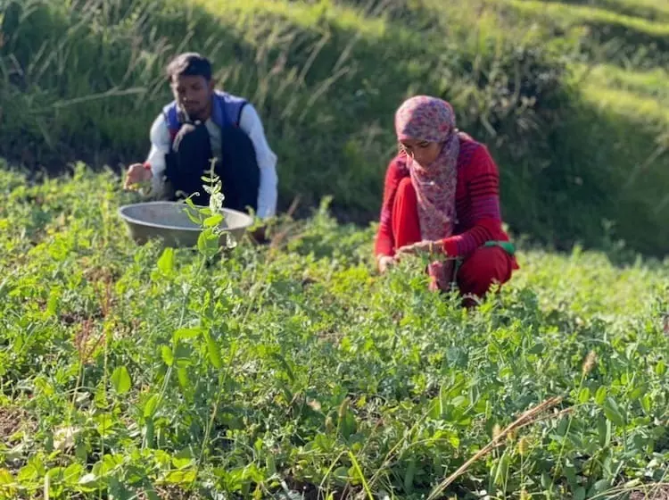 Hotelli Darbar   A Heritage Farmstay