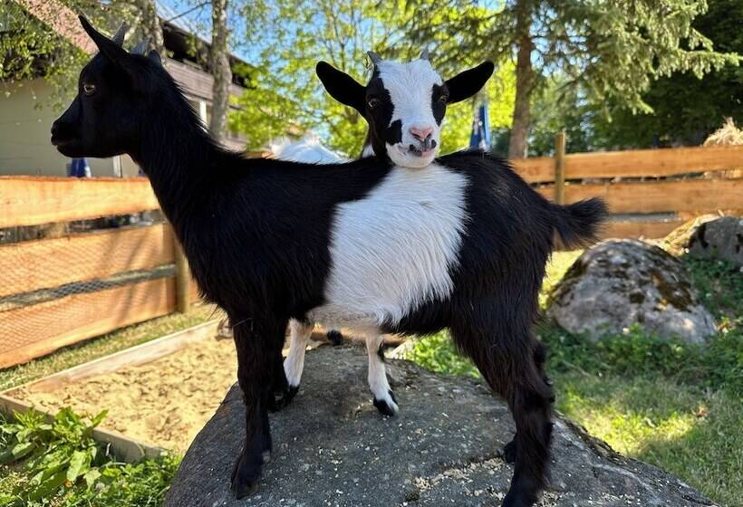 호텔 Zum Bayrischen Wirt