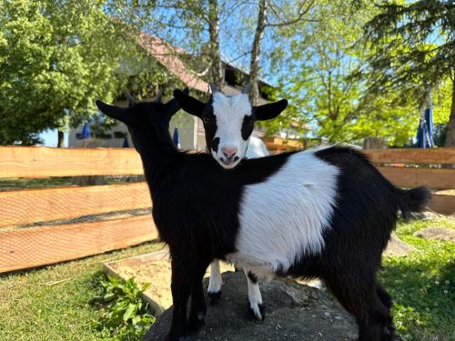 호텔 Zum Bayrischen Wirt