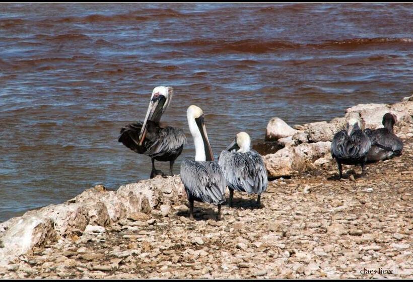 هتل Bonaire 2 Stay Playa