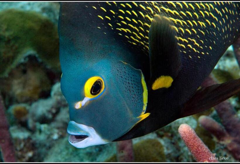 هتل Bonaire 2 Stay Playa