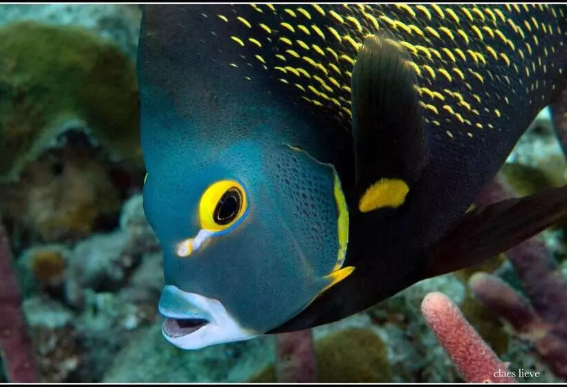 هتل Bonaire 2 Stay Playa