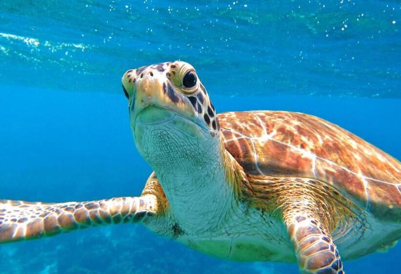 هتل Bonaire 2 Stay Playa