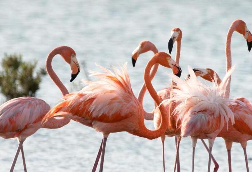 هتل Bonaire 2 Stay Playa