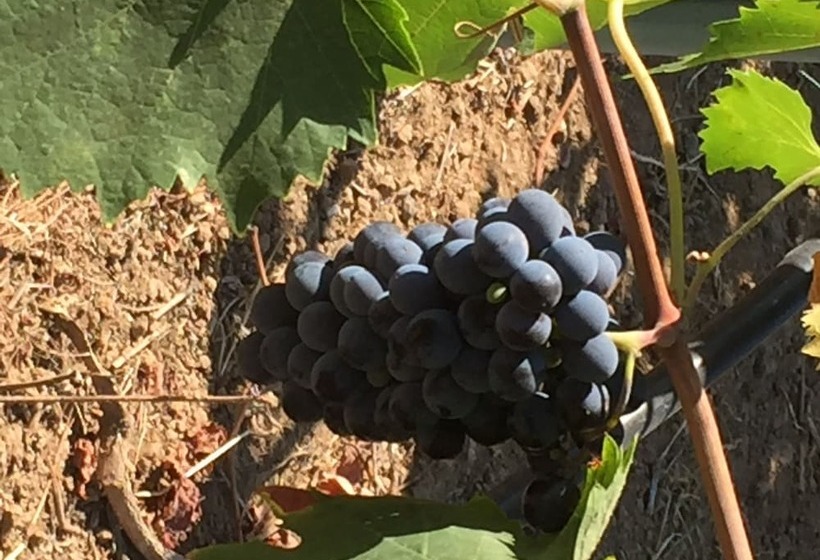 فندق Azienda Agricola Sinisi