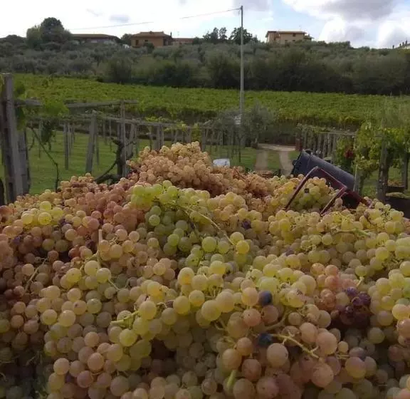 ホテル Poggio Agli Ulivi