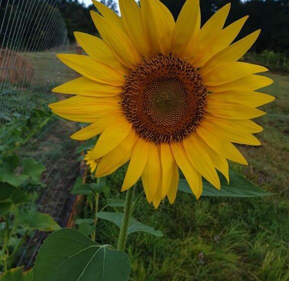 B&b Tenuta Campo Magliano