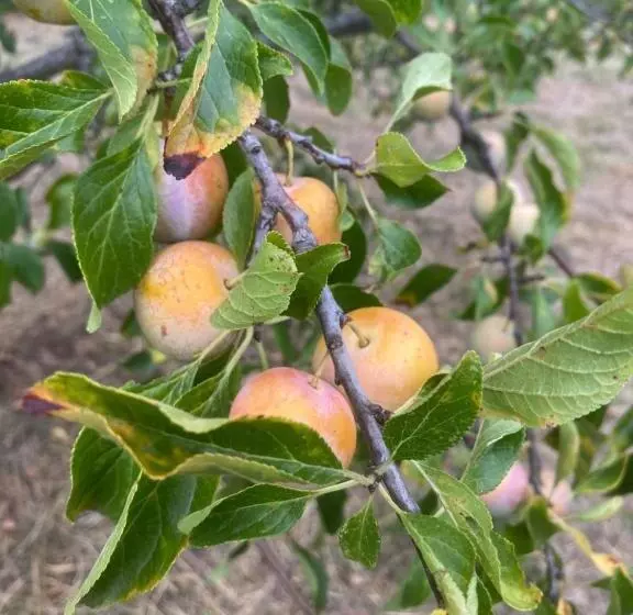 Aamiaismajoitus (B&B) Château Le Perchoir