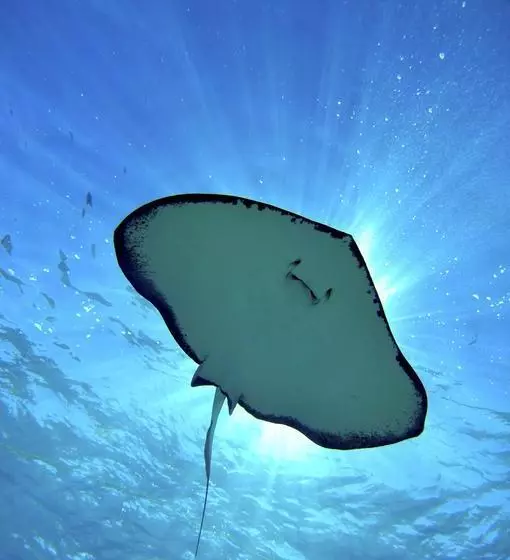 Bohio Dive Resort