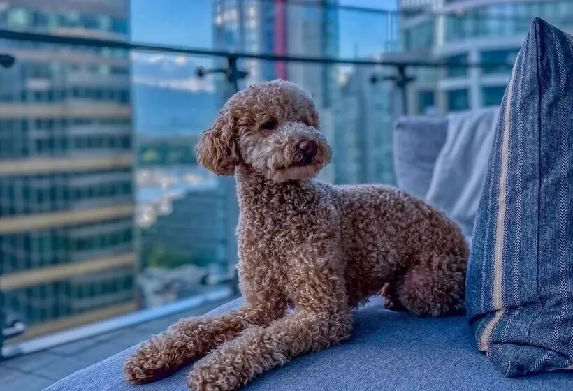 Paradox Hotel Vancouver