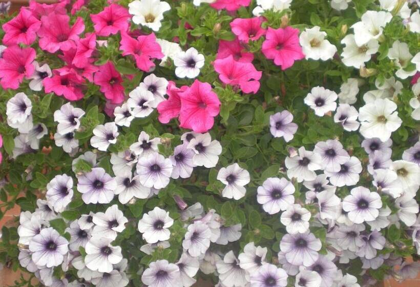 فندق Agriturismo La Baroncella