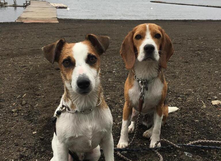 הוסטל Nasubi Mt. Fuji Backpackers