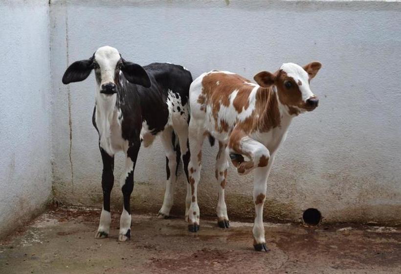 Bougainville Hotel Fazenda