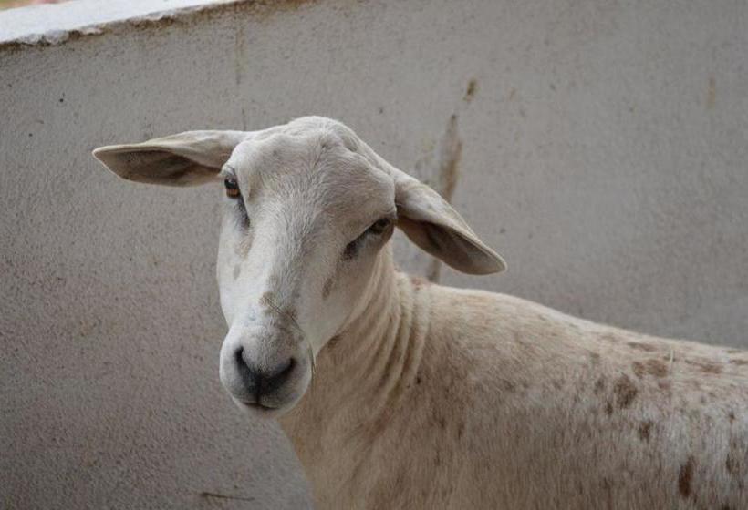 Bougainville Hotel Fazenda