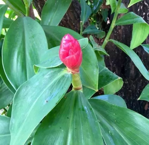 هتل Jardim