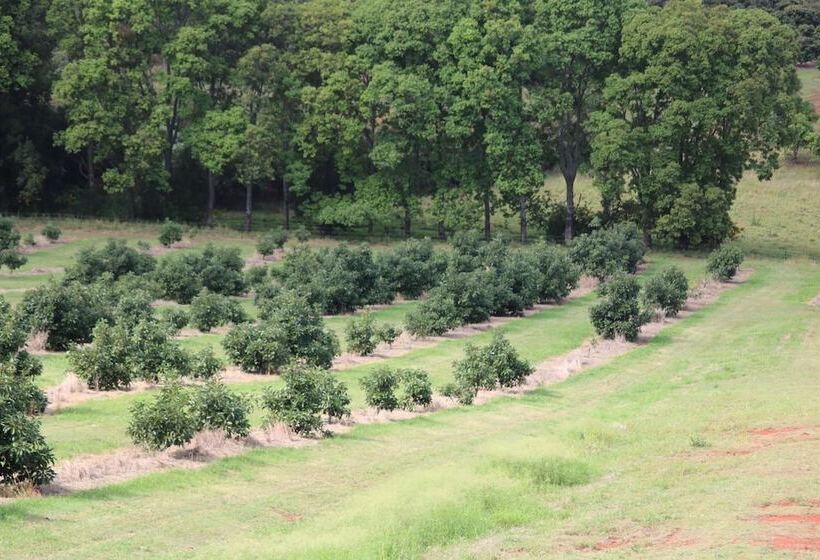 Мотель Avocado Motor Inn