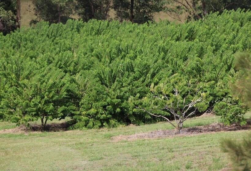 Мотель Avocado Motor Inn