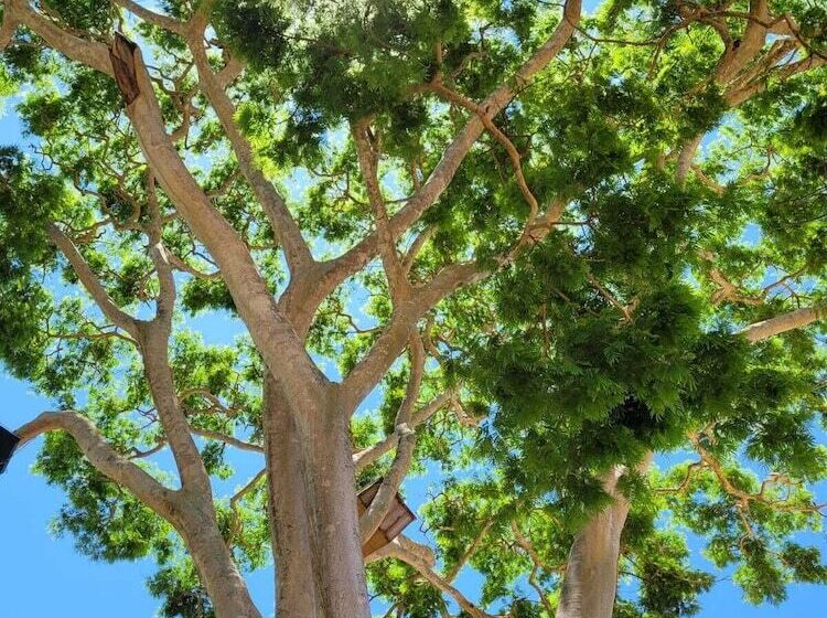 הוסטל Pousada Rancho Bonito