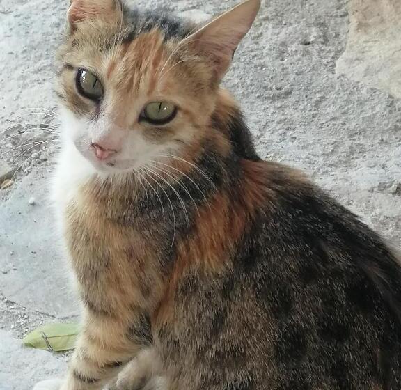 ホテル Villa Costas Popi