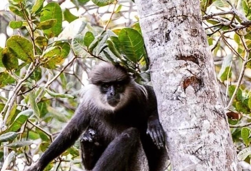 בית מלון כפרי Templeberg Villa