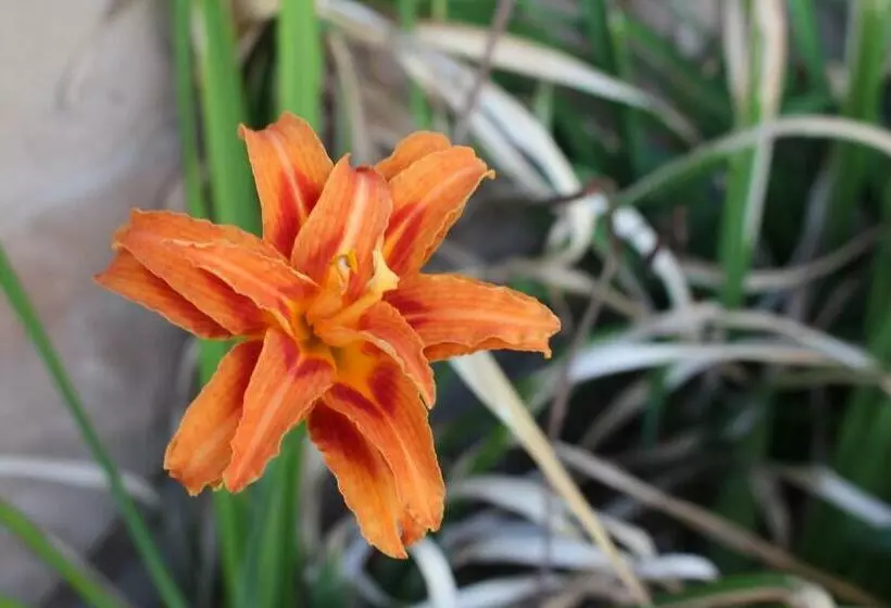 Aamiaismajoitus (B&B) Dans Le Jardin De Marie