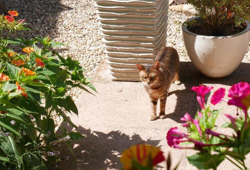 צימר L Arbre D Ange