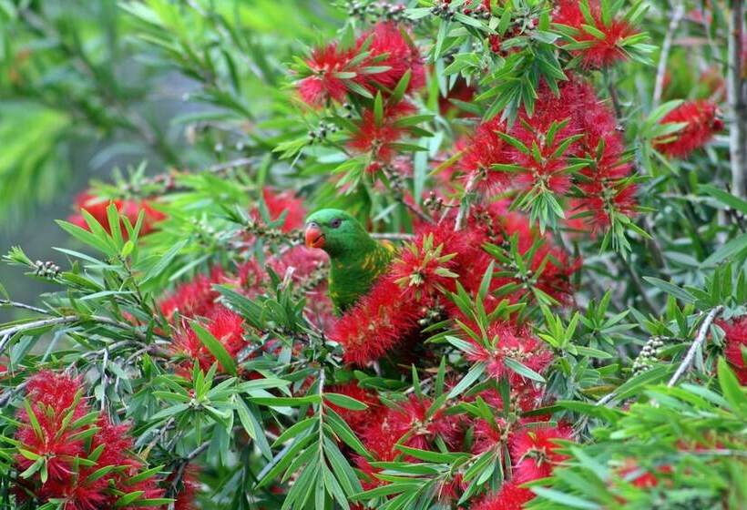 Bottlebrush B&b